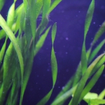 植栽から16日目　スクリューバリスネリア